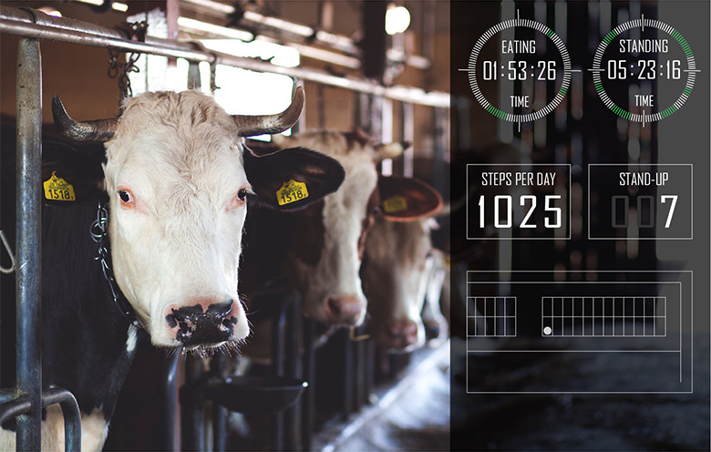 Livestock monitoring with IoT and data
